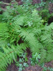 Dennstaedtia punctilobula