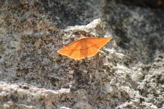 Striglina cancellata