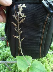 Neottia smallii