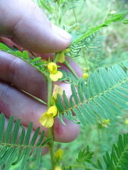 Chamaecrista nictitans aspera