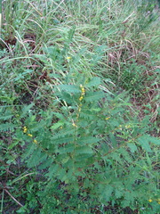 Chamaecrista nictitans aspera