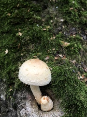 Hemipholiota