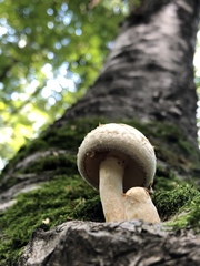 Hemipholiota