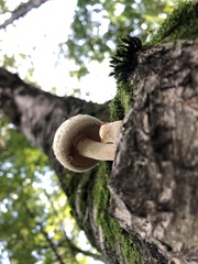 Hemipholiota