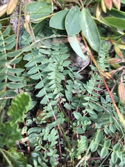 Oxytropis montana