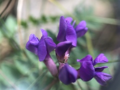 Oxytropis montana