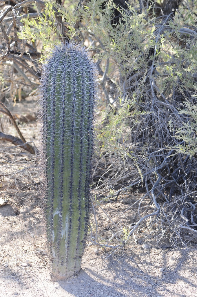 Giant Saguaro Cactus, Arizona, 1994