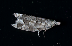 Epinotia subviridis