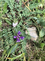 Oxytropis montana