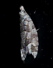 Epinotia subviridis