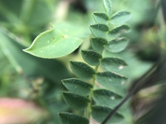 Oxytropis montana