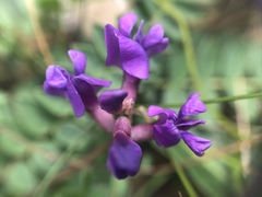 Oxytropis montana