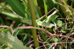 Acrida cinerea