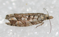 Epinotia subviridis