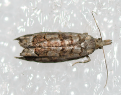 Epinotia subviridis