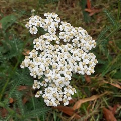 Achillea millefolium