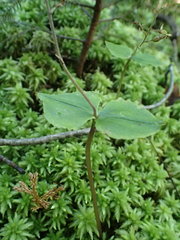 Neottia smallii