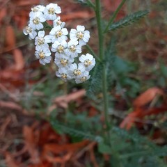 Achillea millefolium