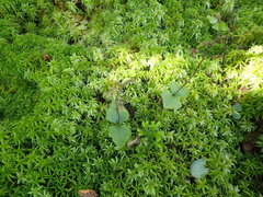 Neottia smallii