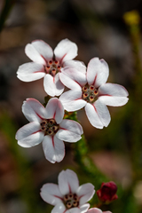 Adenandra brachyphylla