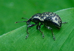 Hormorus undulatus