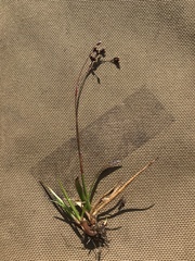 Luzula arcuata unalaschcensis