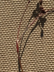 Luzula arcuata unalaschcensis