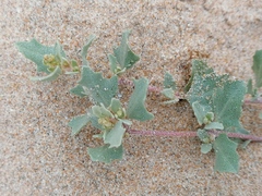 Atriplex laciniata