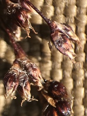 Luzula arcuata unalaschcensis