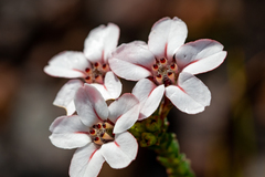 Adenandra brachyphylla