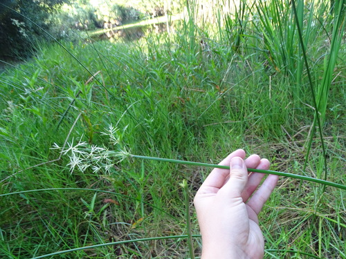 Cyperus articulatus image