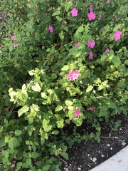 Pavonia lasiopetala