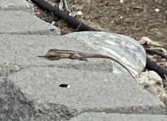 Sceloporus occidentalis