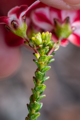 Adenandra brachyphylla