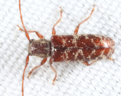 Eupogonius tomentosus