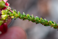 Adenandra brachyphylla
