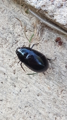 Hydrochara caraboides