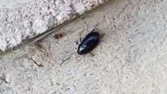 Hydrochara caraboides