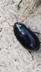 Hydrochara caraboides