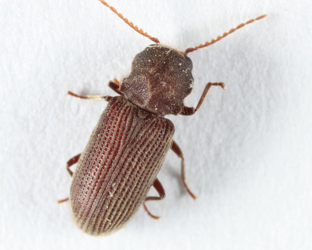 Priobium sericeum