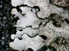 Parmelina tiliacea