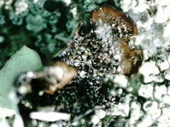 Parmelina tiliacea