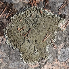 Parmelina tiliacea