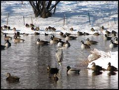 Branta canadensis