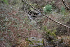 Rubus fruticosus