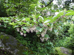 Viburnum erubescens