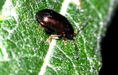 Crepidodera plutus