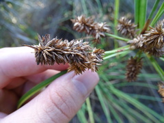 Cyperus ligularis image