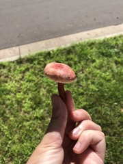 Gyroporus purpurinus