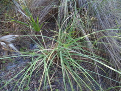 Cyperus ligularis image